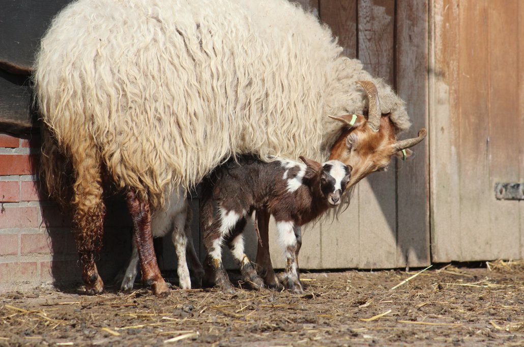 drentse heideschaap