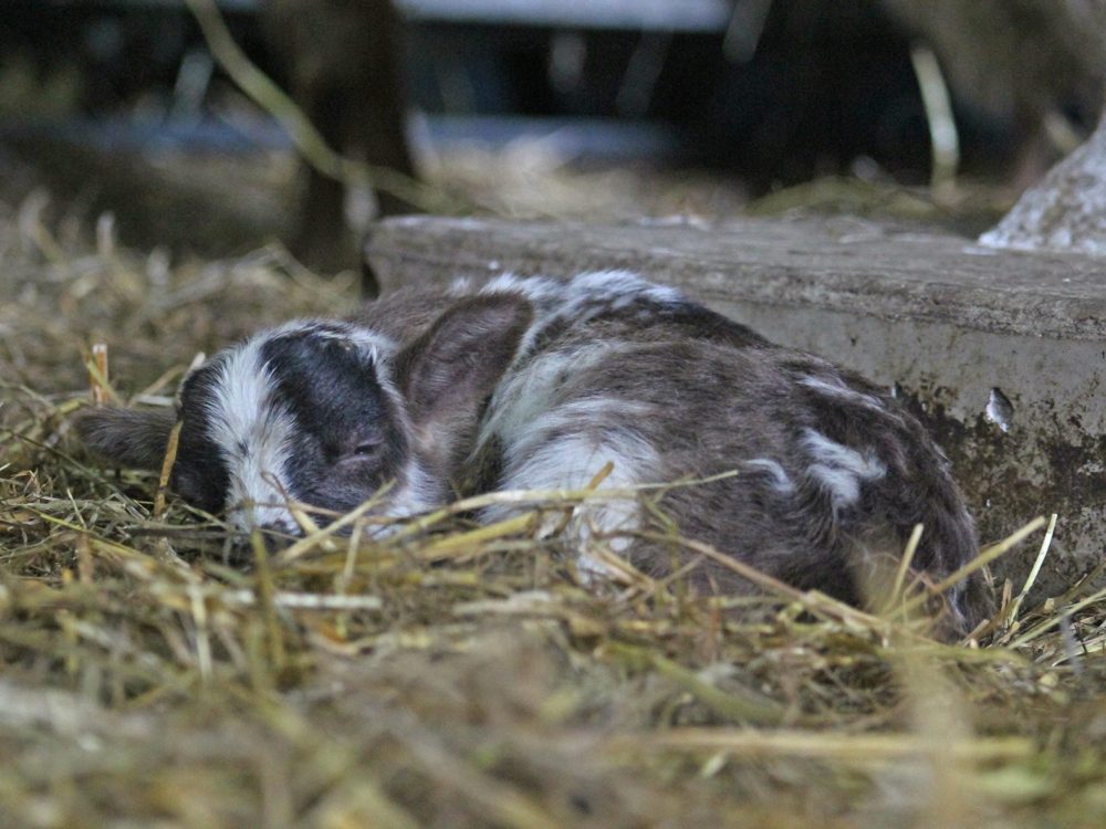 drentse heideschaap drentse heideschaap