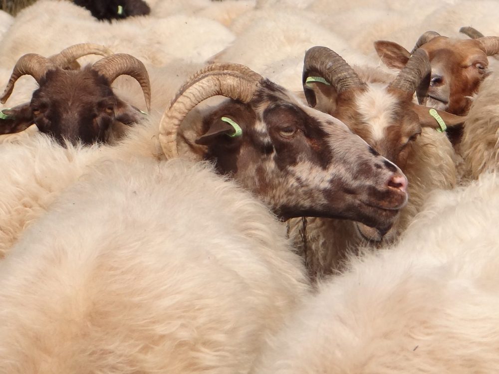 drentse heideschaap drentse heideschaap