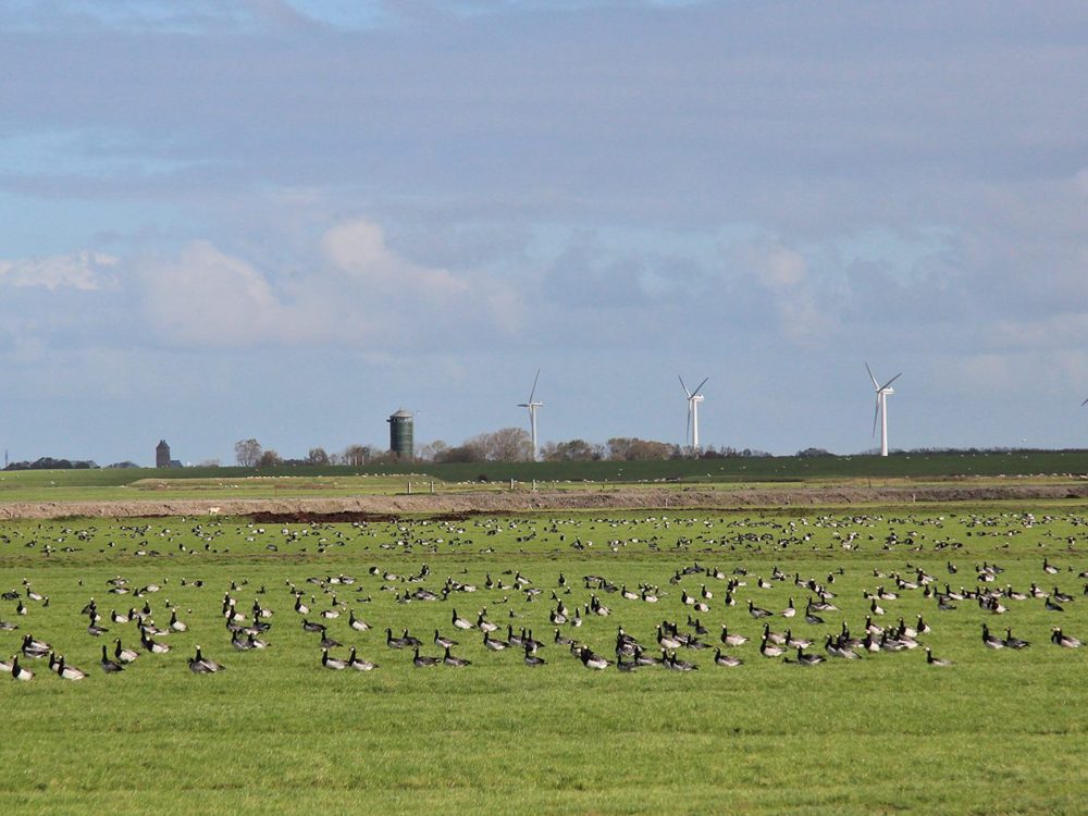 noard fryslan butendyks noard fryslan butendyks
