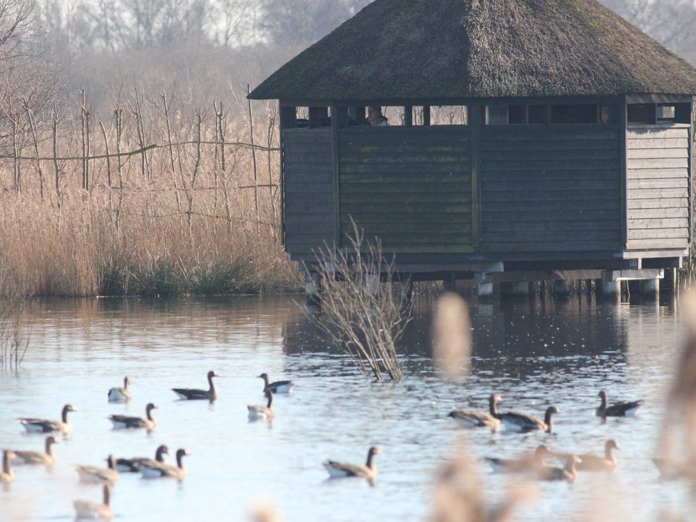 vogelkijkhut de kraanlannen feanhoop vogelkijkhut de kraanlannen feanhoop