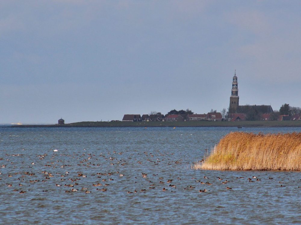 Vogelkijkhut De Swan bocht fan molkwar Vogelkijkhut De Swan bocht fan molkwar