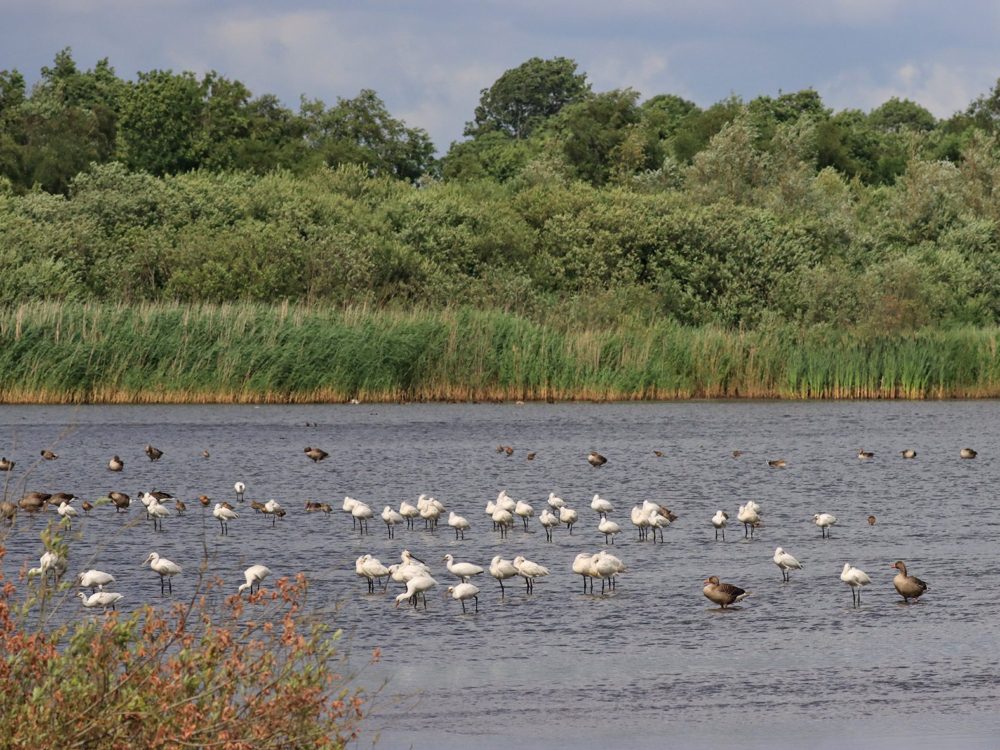 vogelkijkhut de kraanlannen feanhoop vogelkijkhut de kraanlannen feanhoop