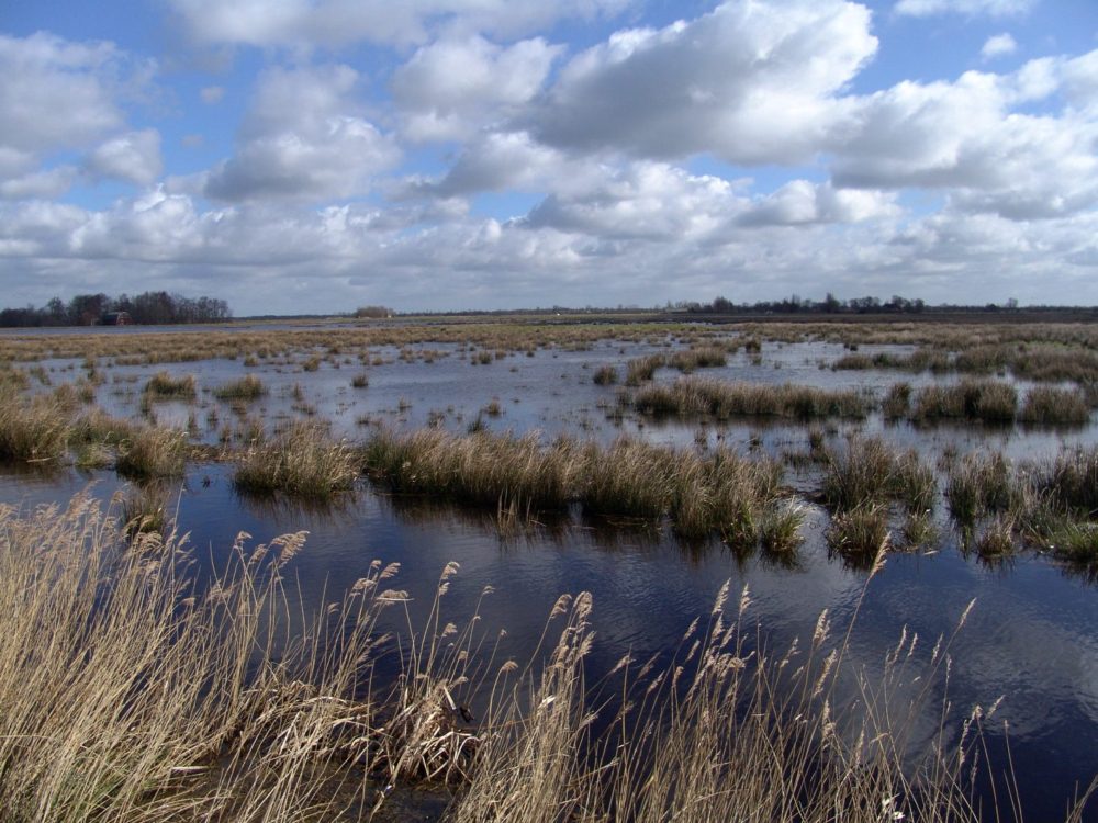 vogelkijkhut Westersanning alde feanen vogelkijkhut Westersanning alde feanen