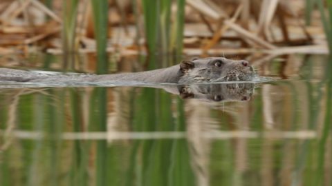 otter