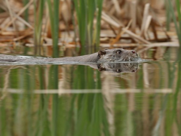 otter-zwemt-1 otter