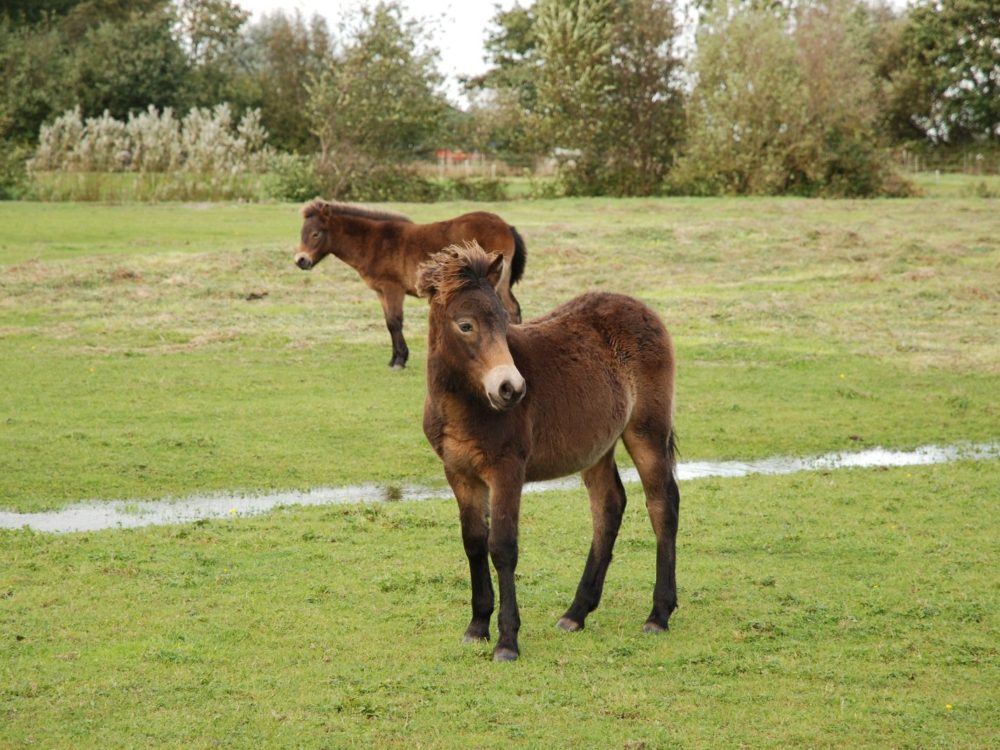 pony-bouwepet