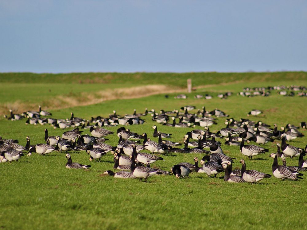 Wij & Wadvogels noard fryslan Bûtendyks
