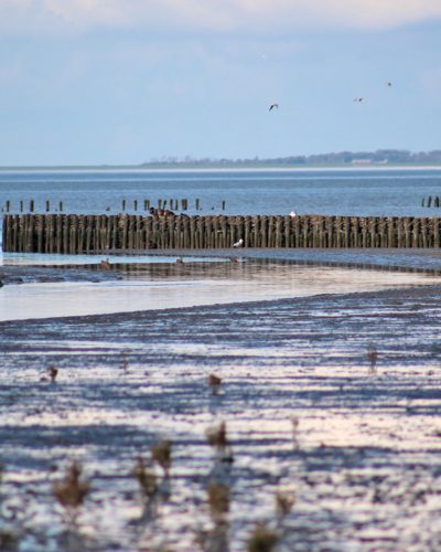 Wij & Wadvogels noard fryslan Bûtendyks