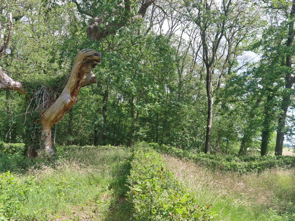 Bekhofschaans