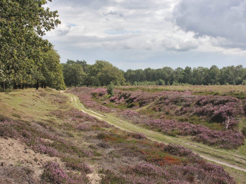 holle weg allardseach mandefjild bakkefeansterdunen holle weg allardseach mandefjild