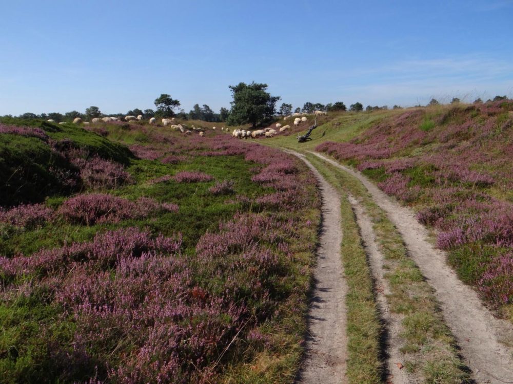 holle weg allardseach mandefjild bakkefeansterdunen holle weg allardseach mandefjild