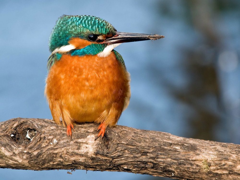 IJsvogel37 ijsvogel