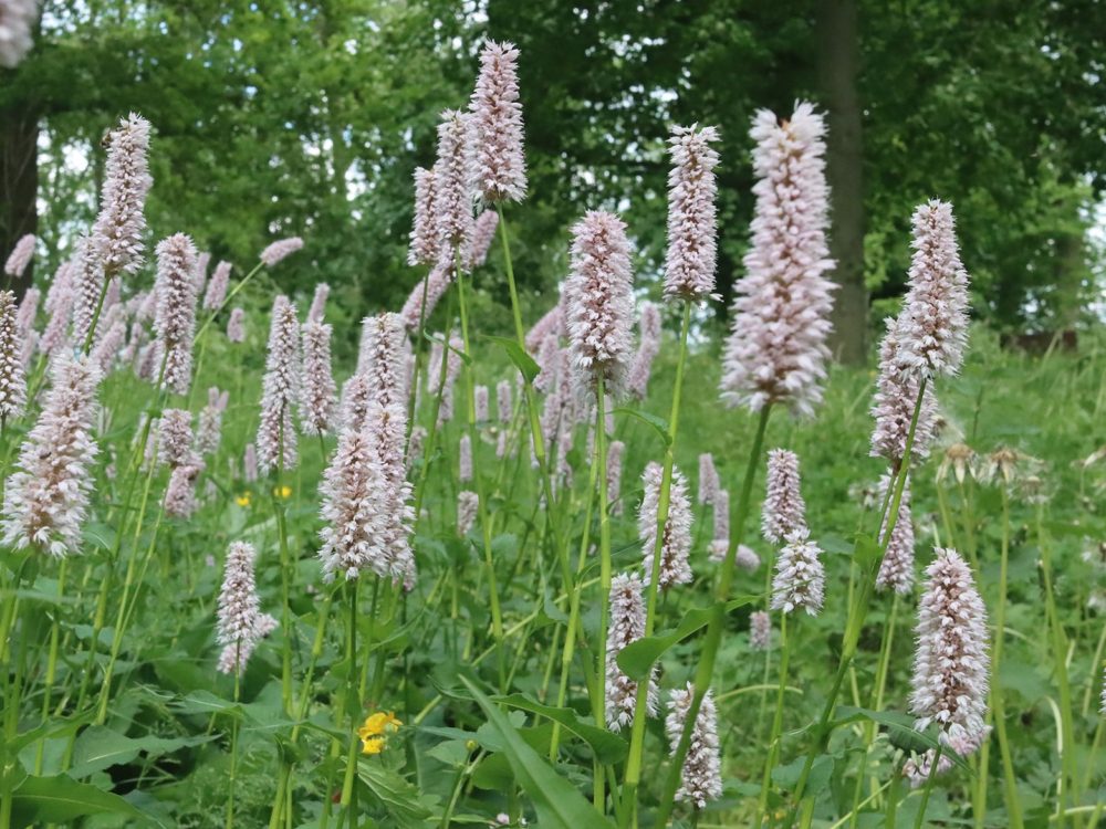 stinzenflora adderwortel9 adderwortel