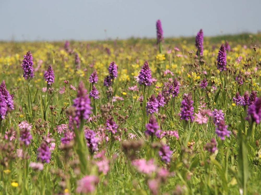 kruidenrijk grasland kruidenrijk grasland