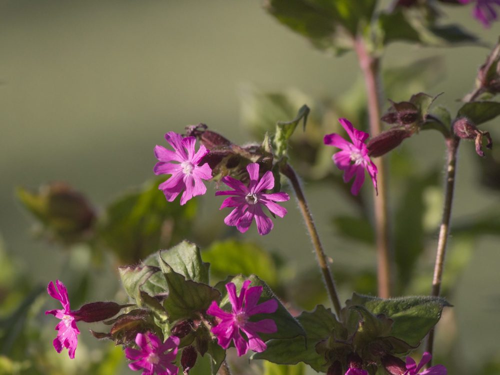 dag koekoeksbloem