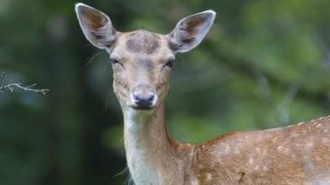 Flora en fauna: Damhert
