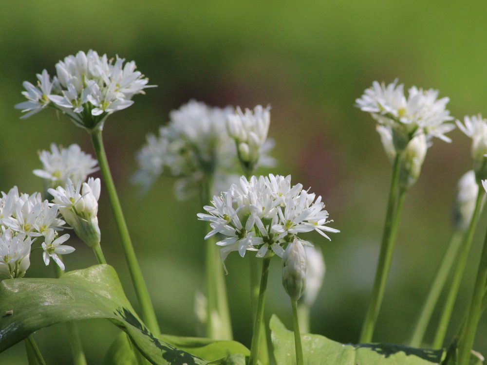 stinzenflora daslook7 daslook