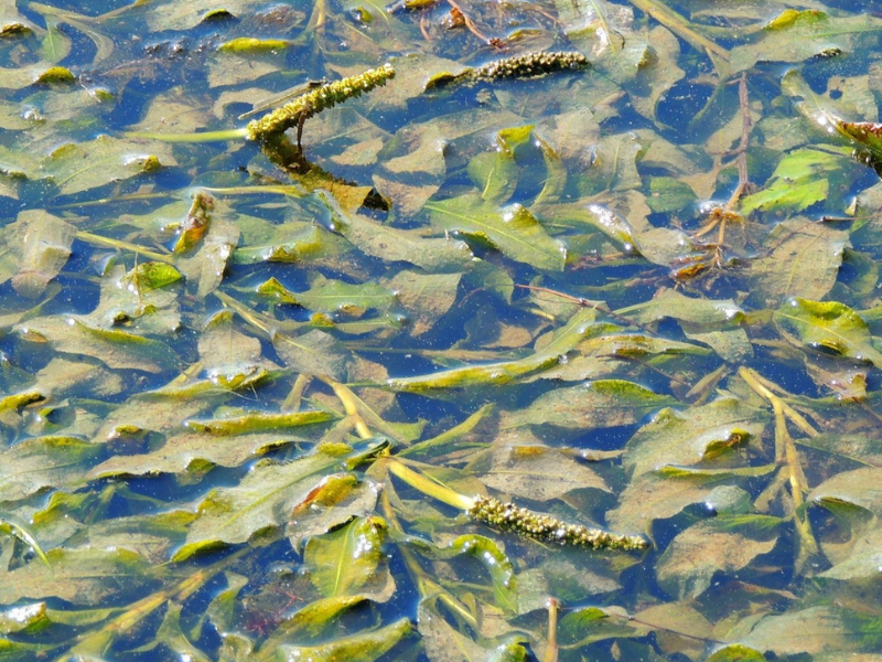 fonteinkruid fonteinkruid