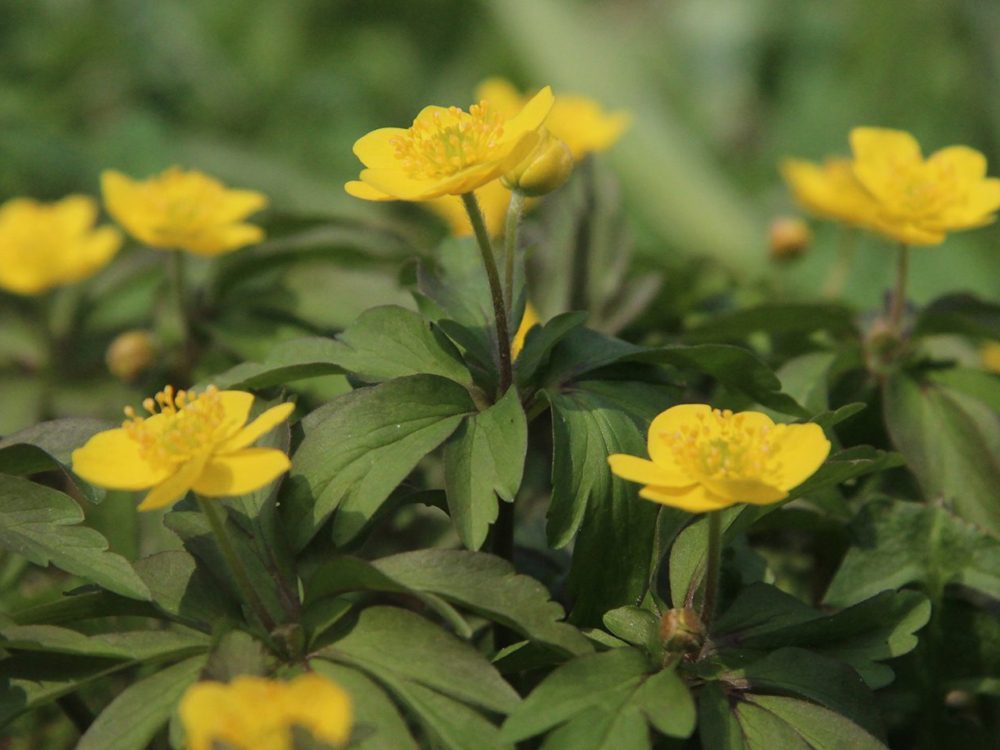 stinzenflora geleanemoon16 gele anemoon