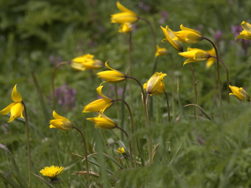 gelebostulp23 stinzenflora gele bostulp