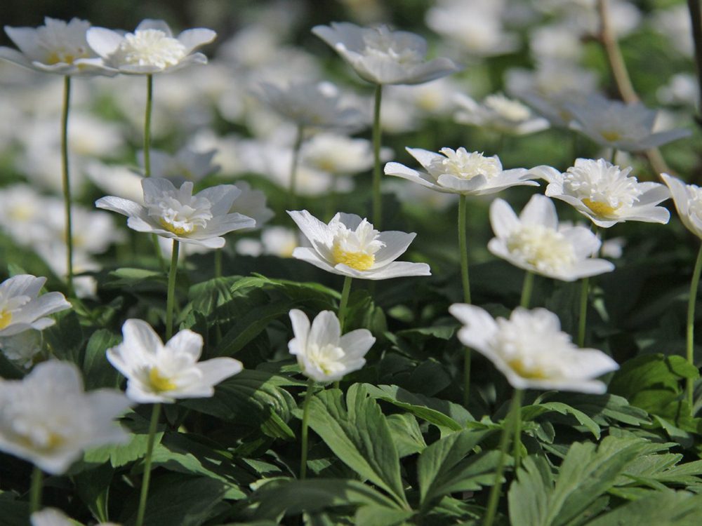 gevuldebosanemoon4 stinzenflora gevulde bosanemoon