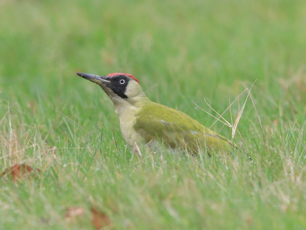 groenespecht19 groene specht