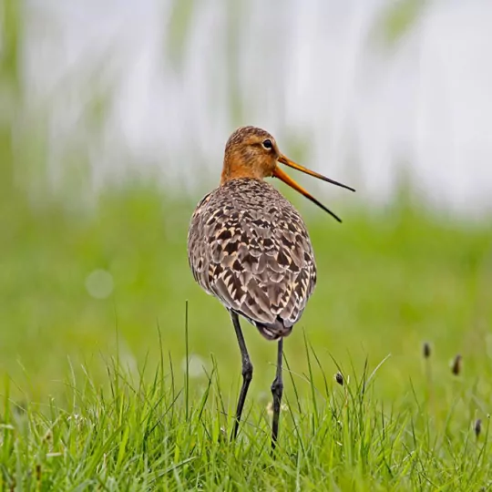 grutto grutto