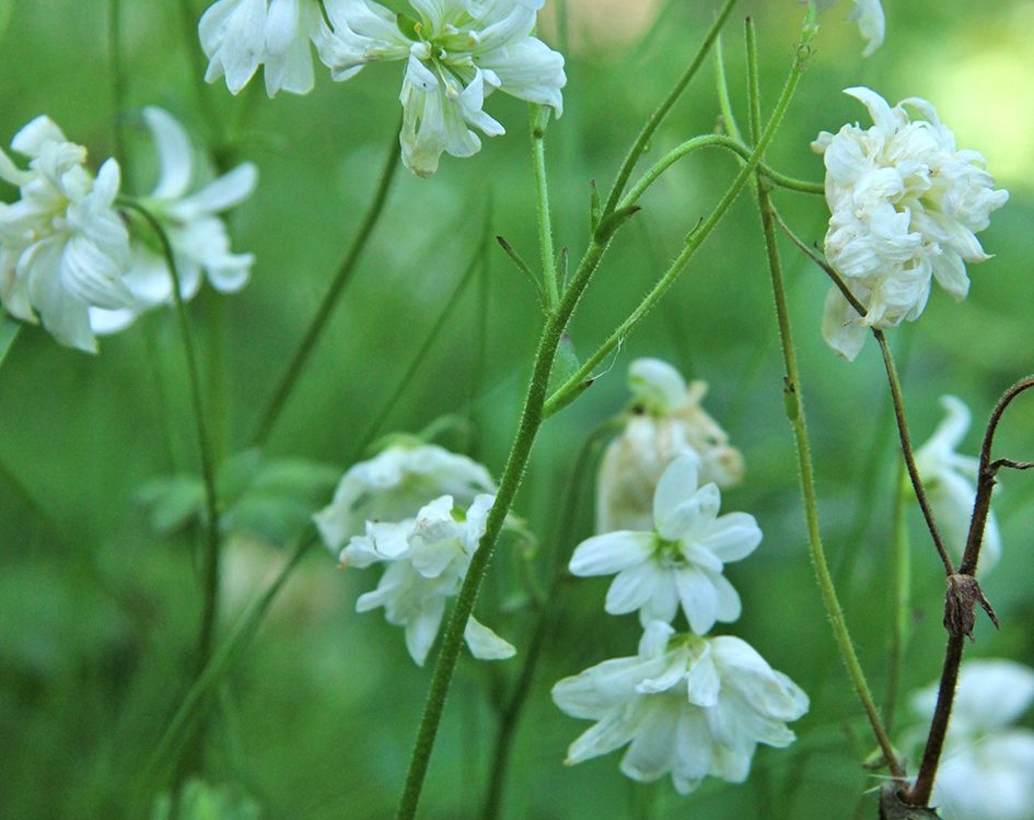 haarlemsklokkenspel9 stinzenflora haarlems klokkenspel