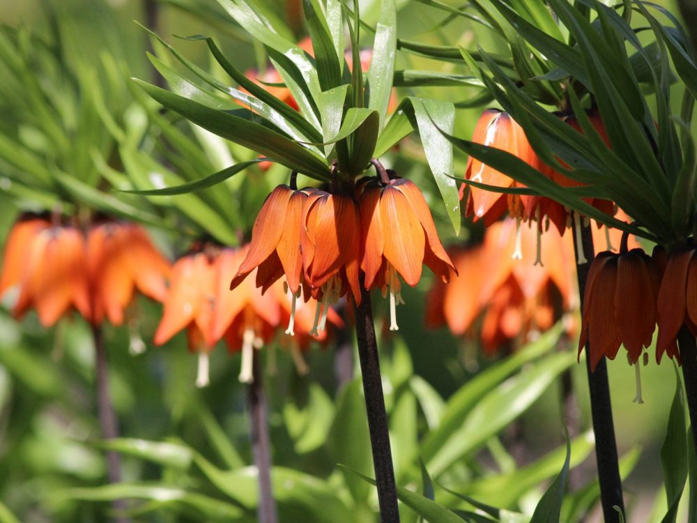 keizerskroon12 stinzenflora keizerskroon
