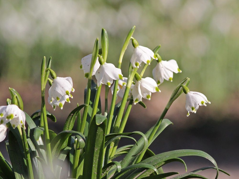 lenteklokje8 stinzenflora lenteklokje