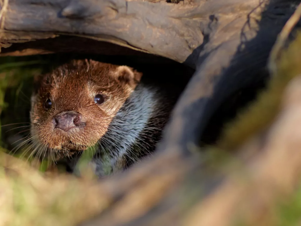 otter otter