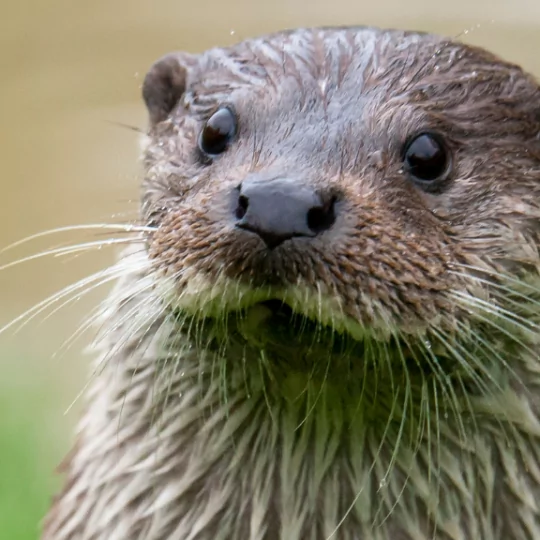 otter otter