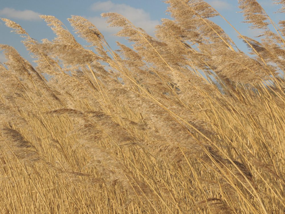 riet riet