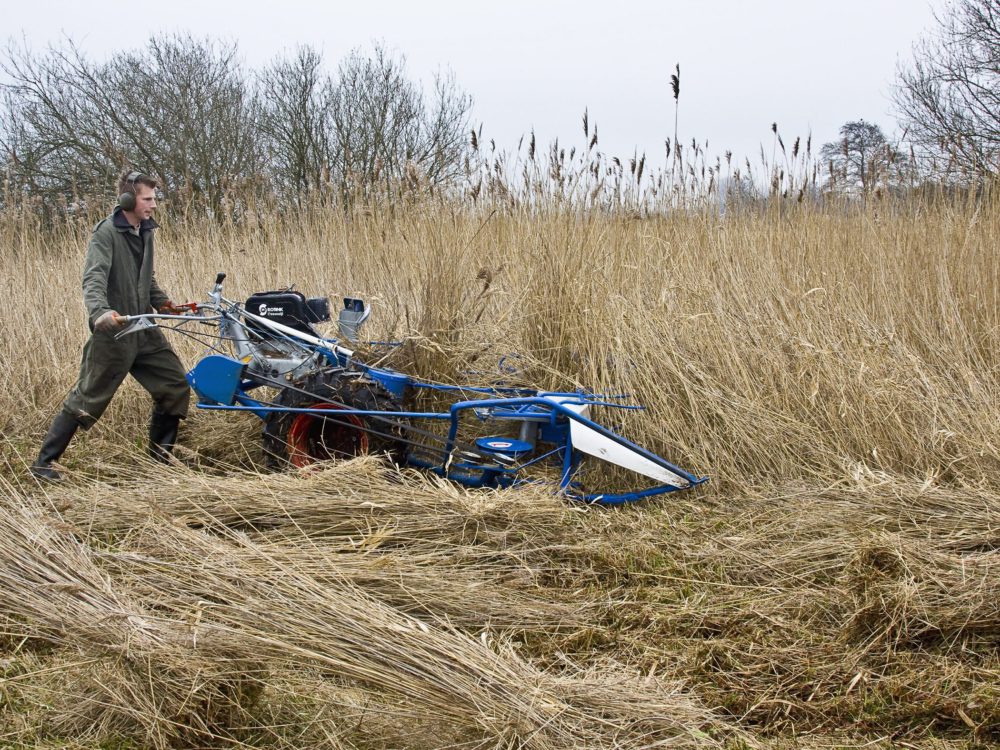 rietbranden riet