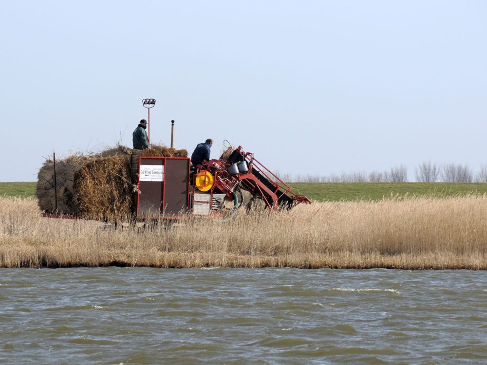 rietoogst riet