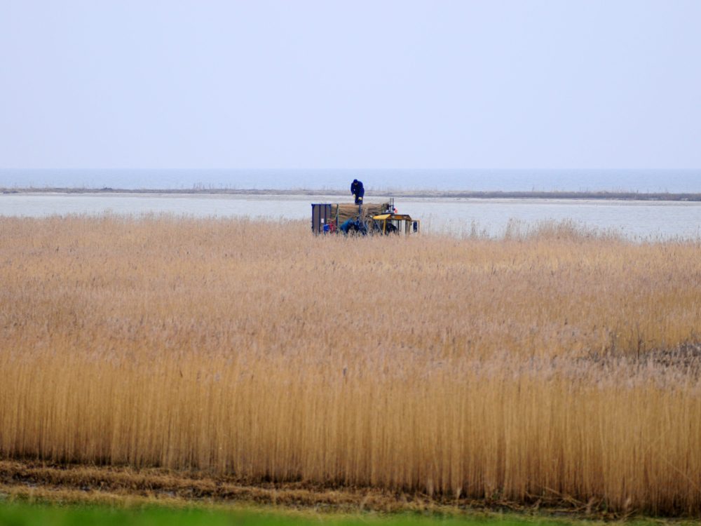 rietplaggen riet