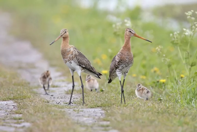 weidevogel grutto