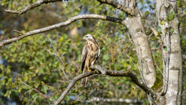 buizerd buizerd