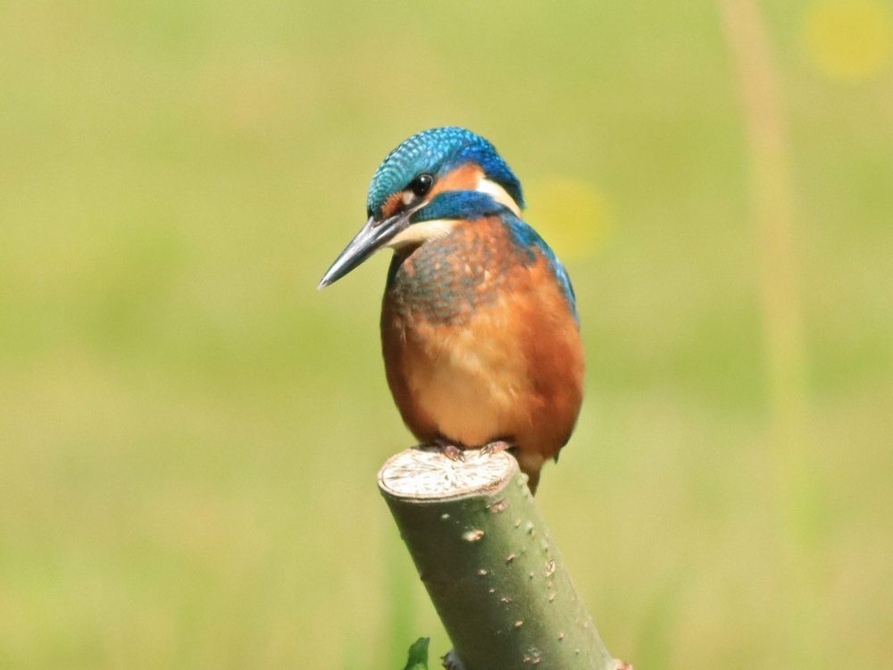 ijsvogel40 ijsvogel