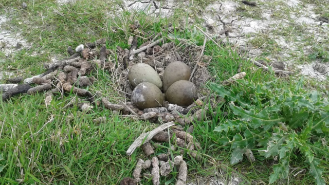 nest grutto nest grutto