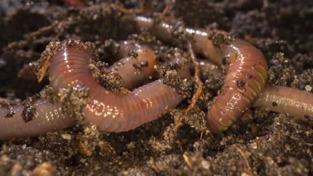 worm-1-scaled worm