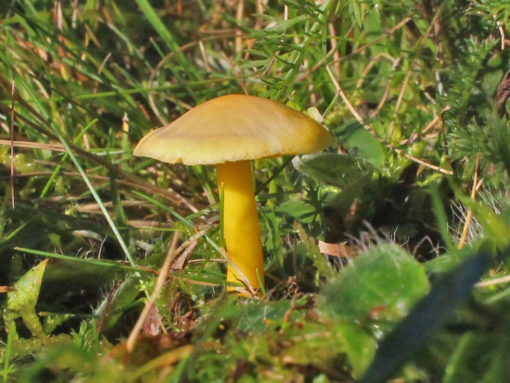 elfenwasplaat5 elfenwasplaat