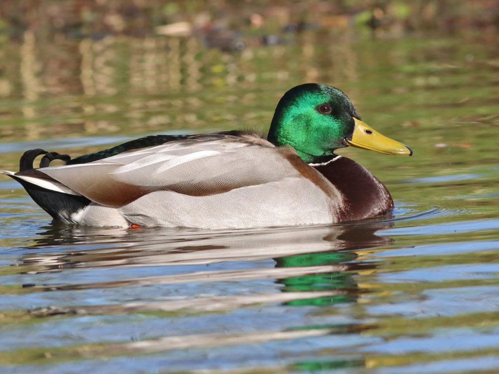 wilde eend wilde eend