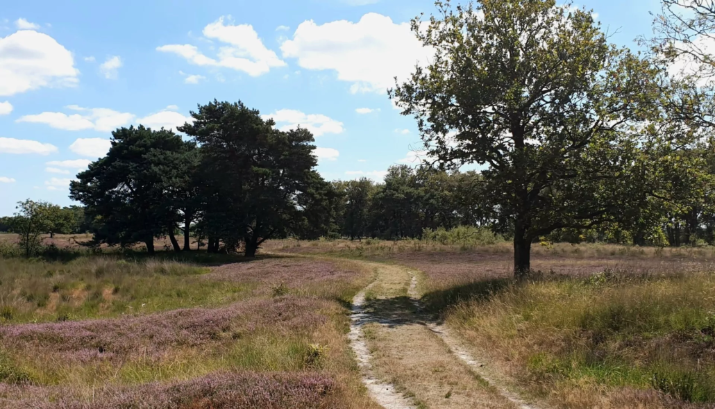 delleboersterheide
