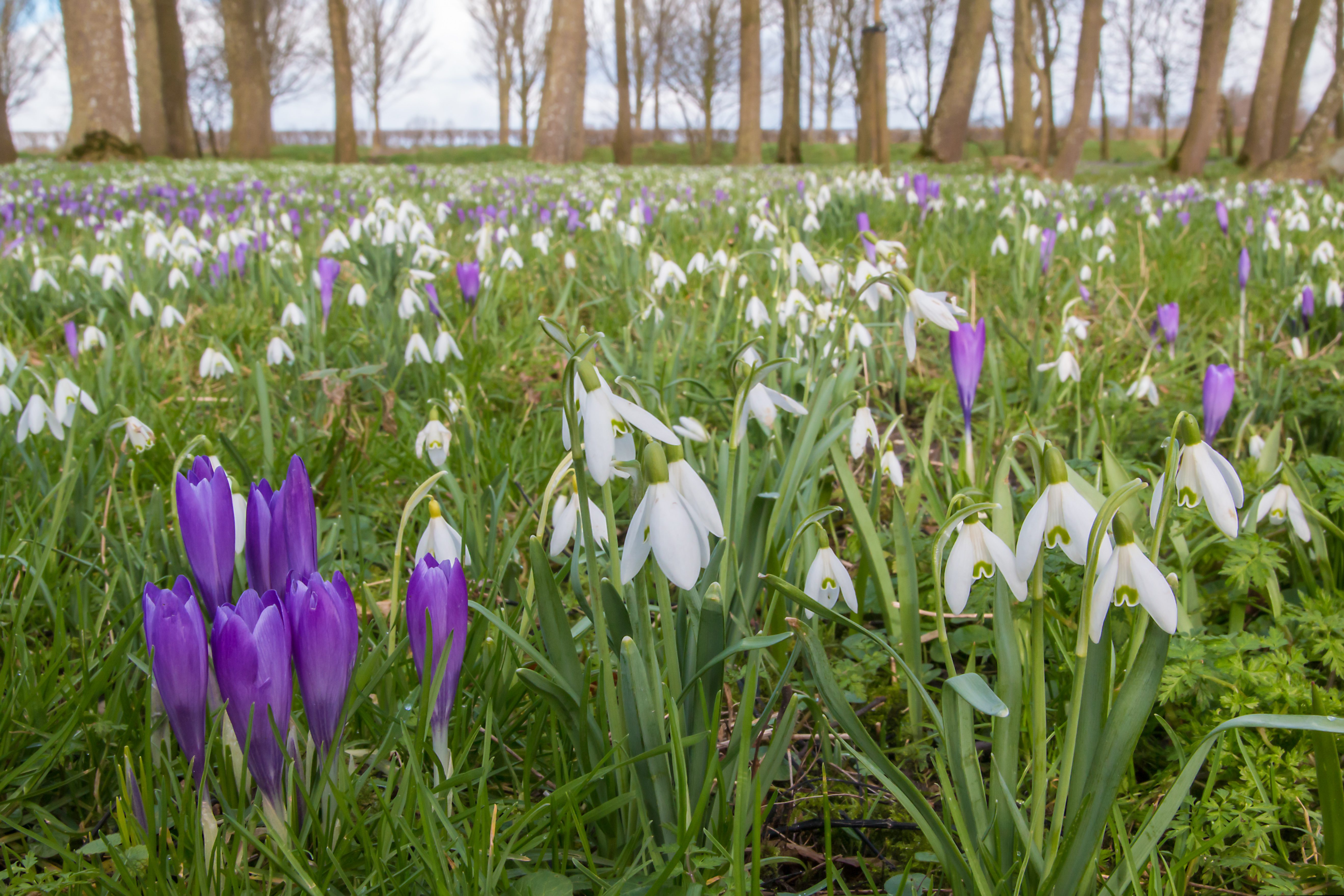 Martenastate Sneeuwklokjes
