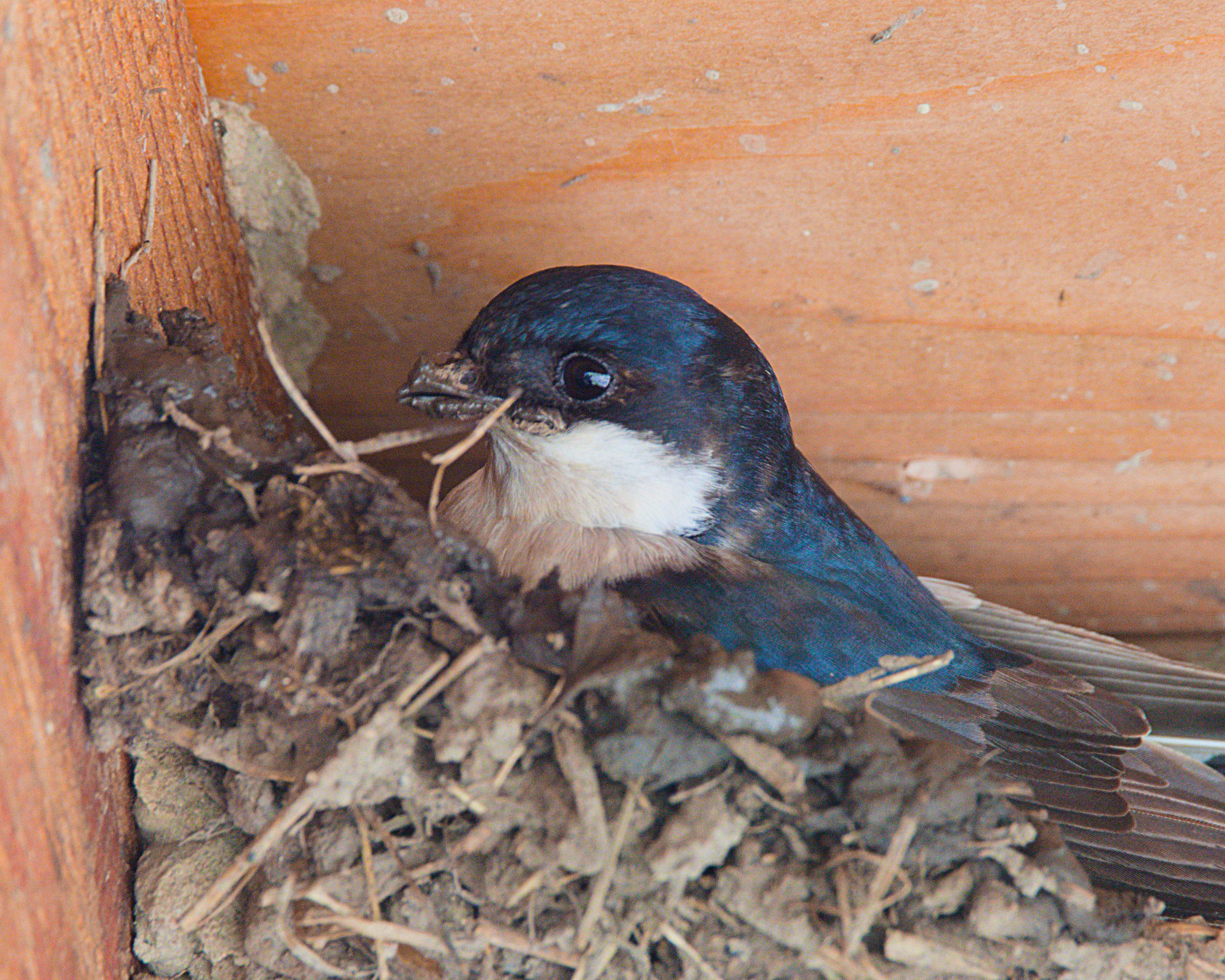 huiszwaluw jong op nest