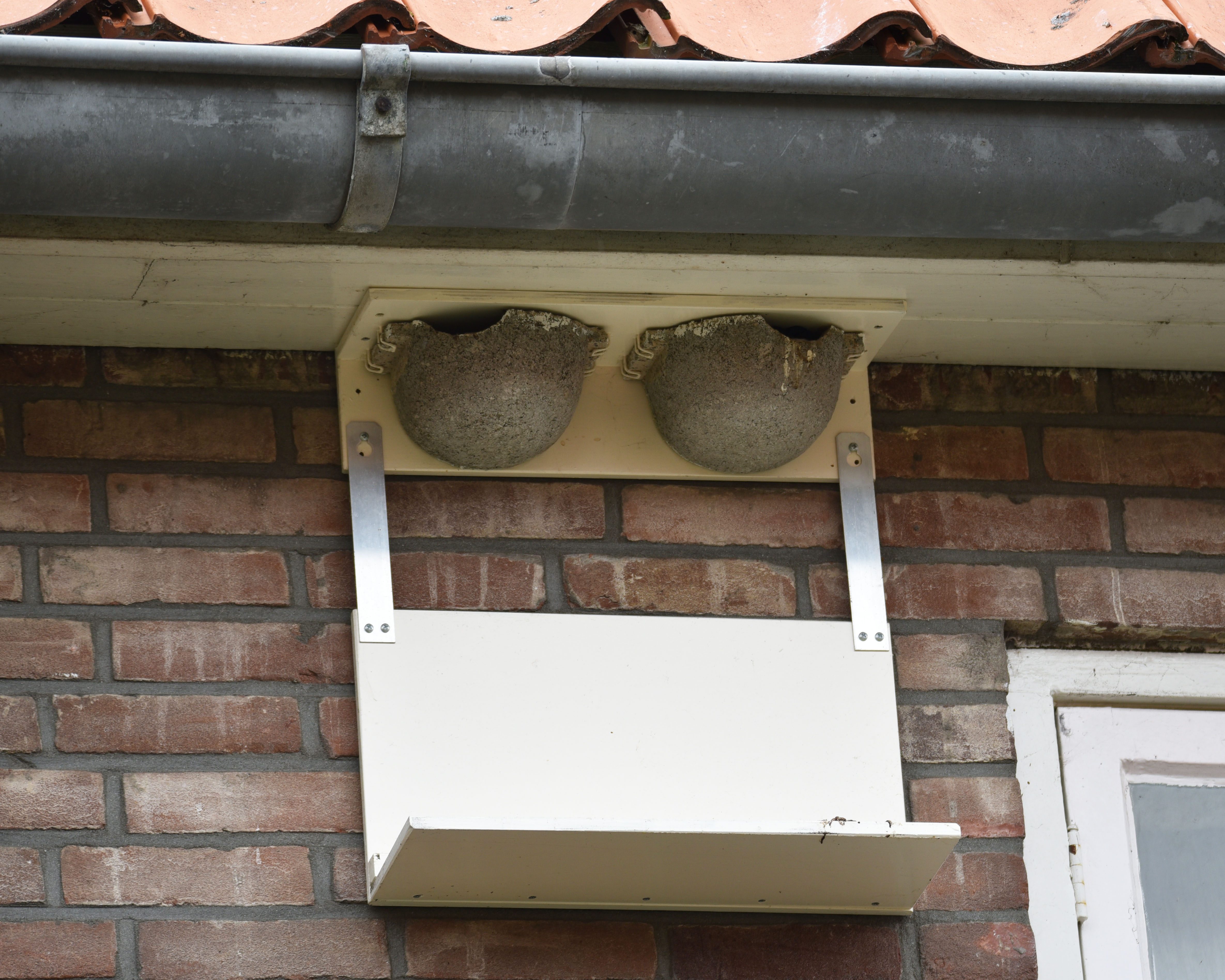 Huiszwaluwen nest met plakje eronder
