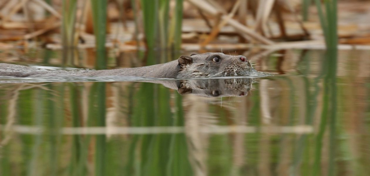 De bescherming van de otter in Friesland