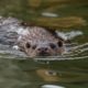 lezing Nationaal Park De Alde Feanen